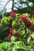 Sambuca, red elderberry with umbels