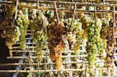 Trebbiano und Malvasia Trauben (zur Herstellung von Vin santo zum Eintrocknen aufgehängt)