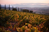 Rebberge in der Weinregion Montalcino bei Castello Banfi, Toskana