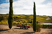 Vineyards in the Brancaia winery in Maremma (Tuscany)