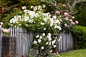 Blühende Rosenbüsche am Gartenzaun