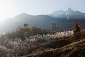 Aprikosenbäume in Blüte in Saxon, dem Hauptort für Walliser Aprikosen