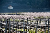 Blühende Aprikosenbäume und Rebberg in Saxon (Wallis, Schweiz)