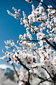 Aprikosenblüten am Ast (Close Up)