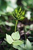 Ground elder (aegopodium podagraria), young leaves