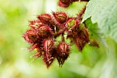 Japanese wineberry (Rubus phoenicolasius 'Maxim')