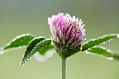 Blühender Klee mit Wassertropfen (Trifolium pratense)