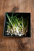 Wild garlic (Allium vineale)