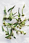 Oxeye daisies (Leucanthemum vulgare)