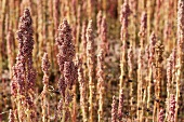Quinoa auf dem Feld