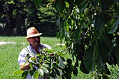 An older man picking walnuts