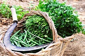 Freshly harvested green beans and parsley in a basket in the field
