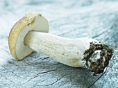 A fresh porccini mushroom
