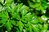 Fresh parsley sprayed with water