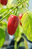 A red chilli pepper on the plant