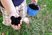 A child holding a handful of blackberries