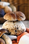 Fresh porcini mushrooms