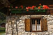 Troughs of flowering geraniums on balcony balustrade of sunlit alpine farmhouse with stone and wood facade