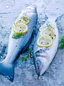 Zwei frische Fische mit Zitronenscheiben und Kräutern auf Eis