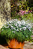 Weißer Frühlingsstern (Ipheion uniflorum) im Terrakottatopf im sonnigen Garten