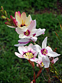 Blühende Freesien (Freesia) im Garten
