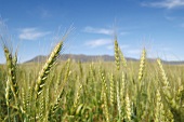 A wheat field against a blue sky