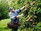 Older man picking fruit from tree