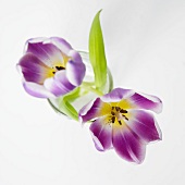 Two Purple Tulips on White; Close Up