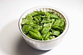 Fresh Whole Basil Leaves in a Salad Spinner