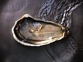 A prat arcoum oyster
