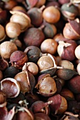 Organic Macadamia Nuts in the Shell