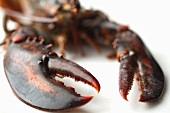 Close Up of Live Lobsters Claws
