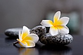 Zwei Frangipani-Blüten und graue Steine