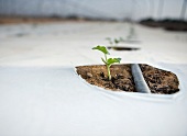 Seedling Growing in a Greenhouse