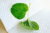 Two Thai spinach leaves