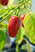 Red Chili Pepper on the Plant