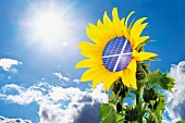 Sonnenblume mit Solarzelle gegen den blauen Himmel und Sonne