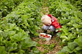 Boy picking strawberries in field