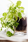 Parsley Growing Out of a Glass Container