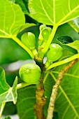 Figs on the tree