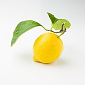 A lemon with a stem and leaves