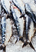 Close up of fish on ice for sale