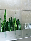 Bogenhanf (Sansevieria) und Sektgläser