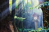 Sonnenstrahlen leuchten durch Bäume in einem japanischen Wald