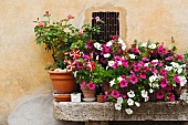 Potted Plants on Stone Bench