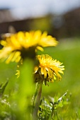 Close up of flowers growing in field