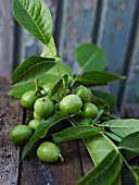 Unripe walnuts with leaves