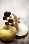 Verschiedene Pilze aus Asien