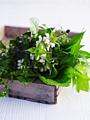 Wild herbs in a wooden crate