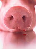 A pig's snout (close-up)